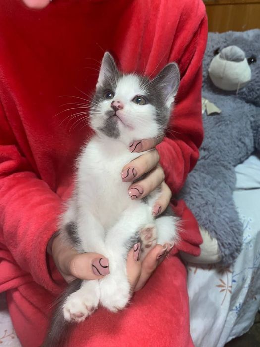 Віддаю безкоштовно котенят