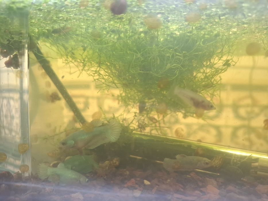 Bettas Avatar Galaxy juvenis