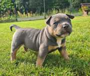 American Bully Pocket Petarda Chłopak