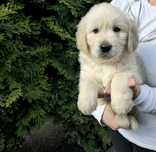 Golden retriever szczeniak