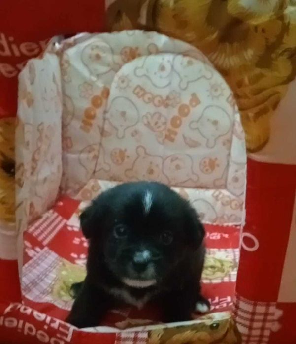 Cachorrinhas porte pequeno adoção responsável