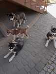 Sprzedam szczeniaka rasy Syberian husky z rodowodem