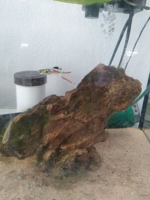 Guppys Endler promoção