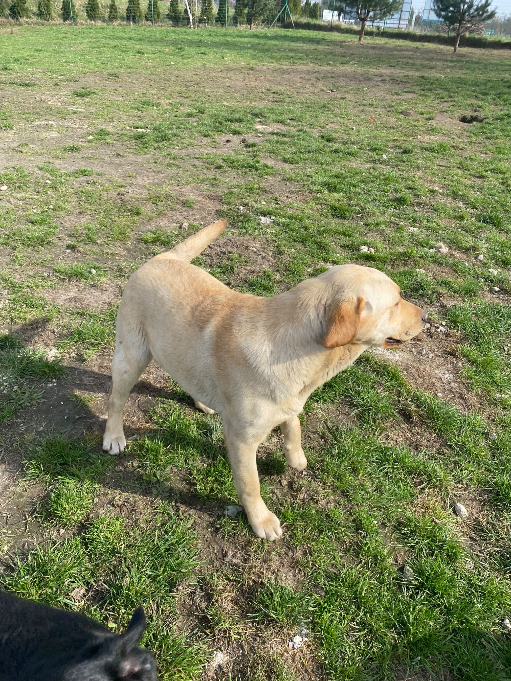 Labrador Retriever