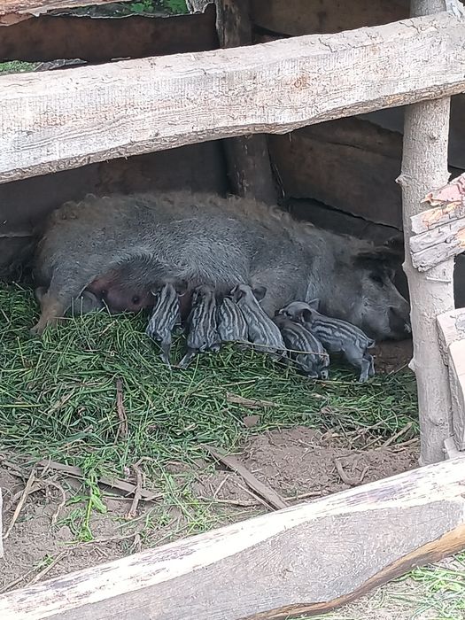 Поросята Венгерської мангалиці