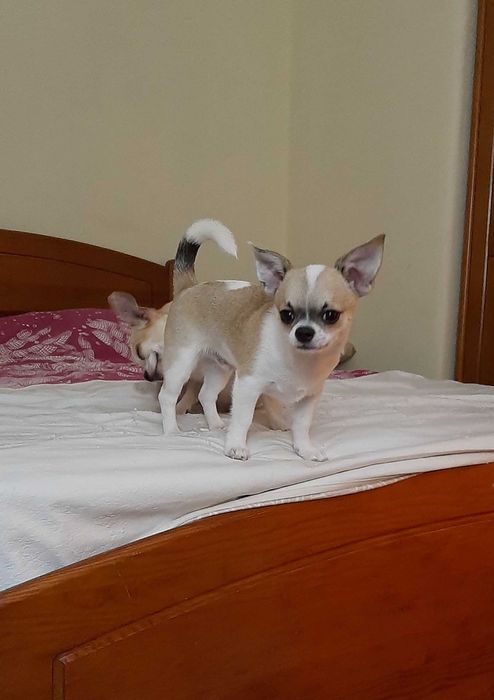 Chihuahua  mini toy