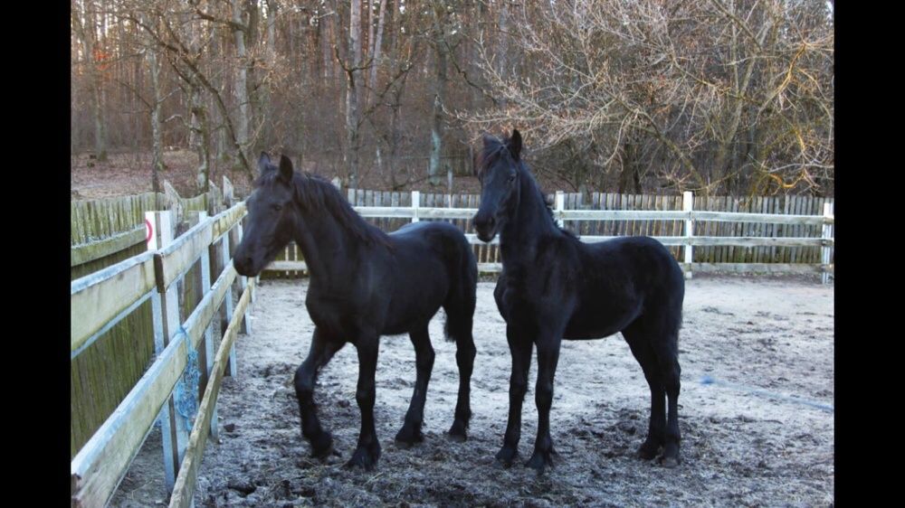 Фриз жеребята