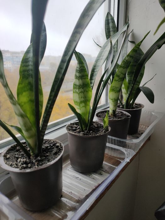 Сансевиерия тещин язык щучий хвост