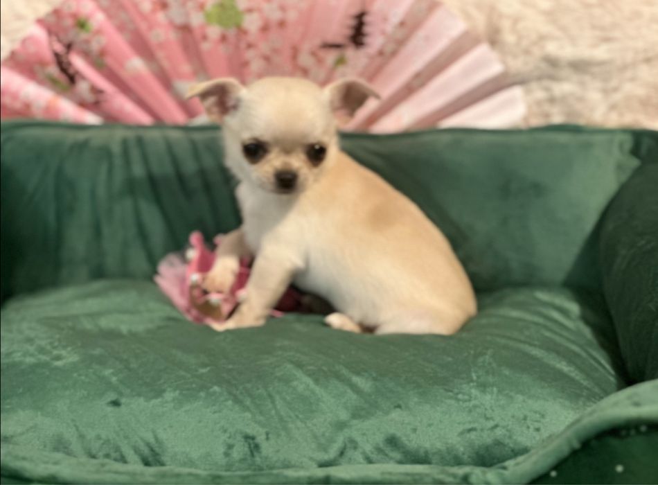 Chihuahua - z rodowodem