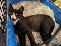 Shakira do adopcji!