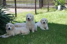 Przepiękne szczenię Golden Retriever FCI !!