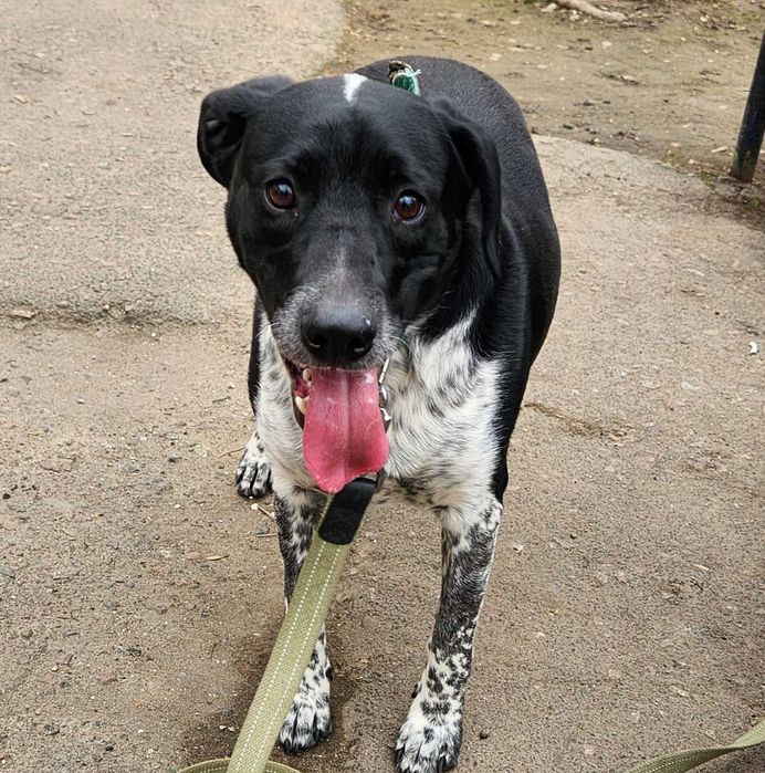 Кобель, 1.5 года, Терри метис курцхаара