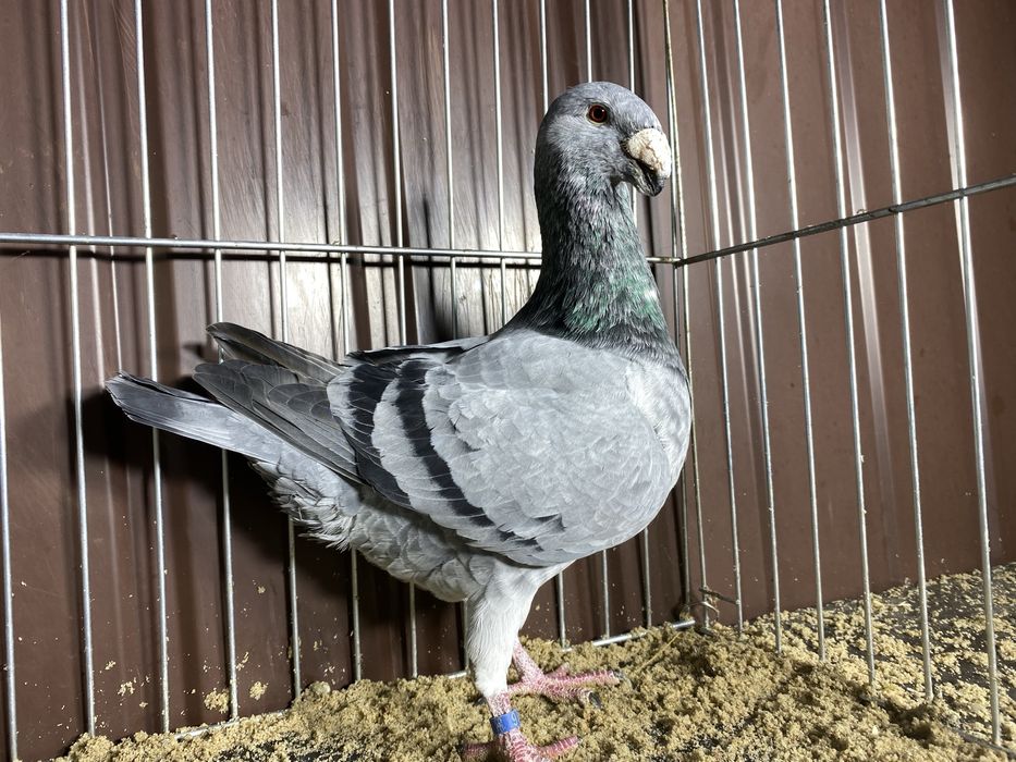 Niemiecki wystawowy samiec szymel