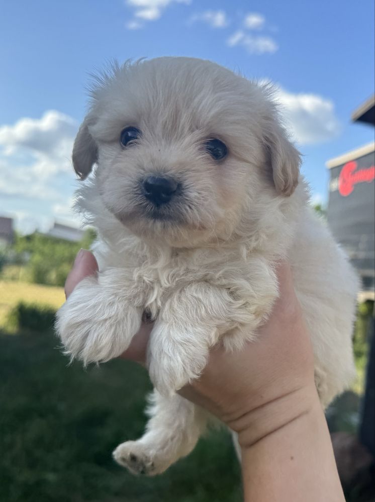 Pomapoo pudel miniaturowy szpic miniaturowy hybryda
