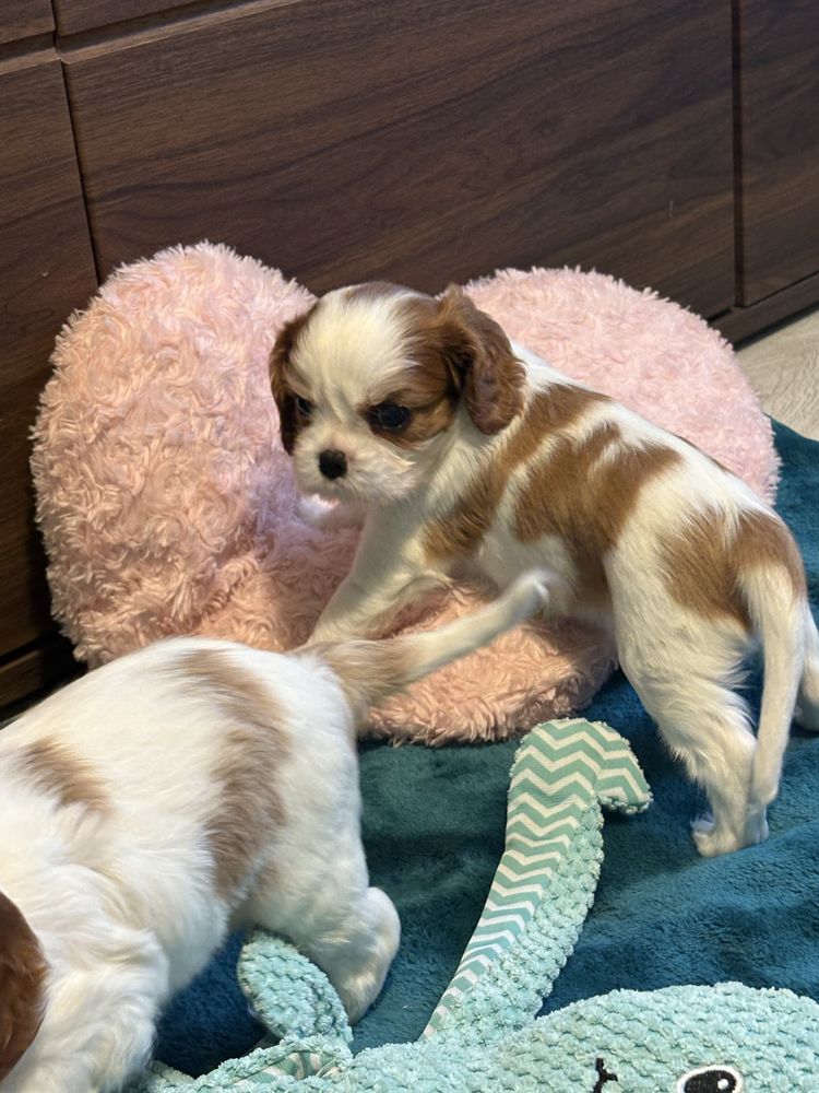 Cavalier King Charles Spaniel ZkwP FCI