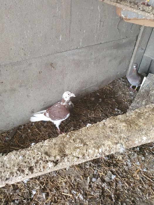 Pocztowe młode i starsze