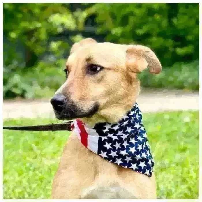 Молодая собака Зита ищет семью и дом