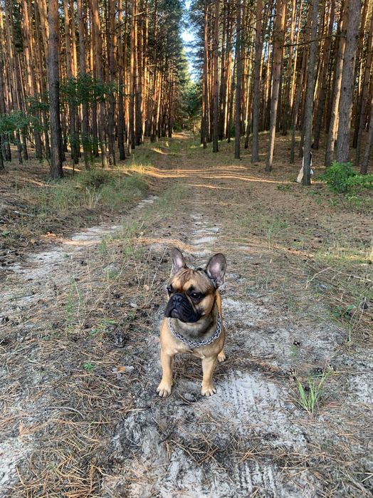 Французский бульдог приглашает на свидание