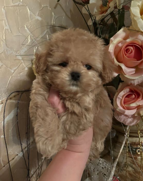 Супер мини мальтипу пудель