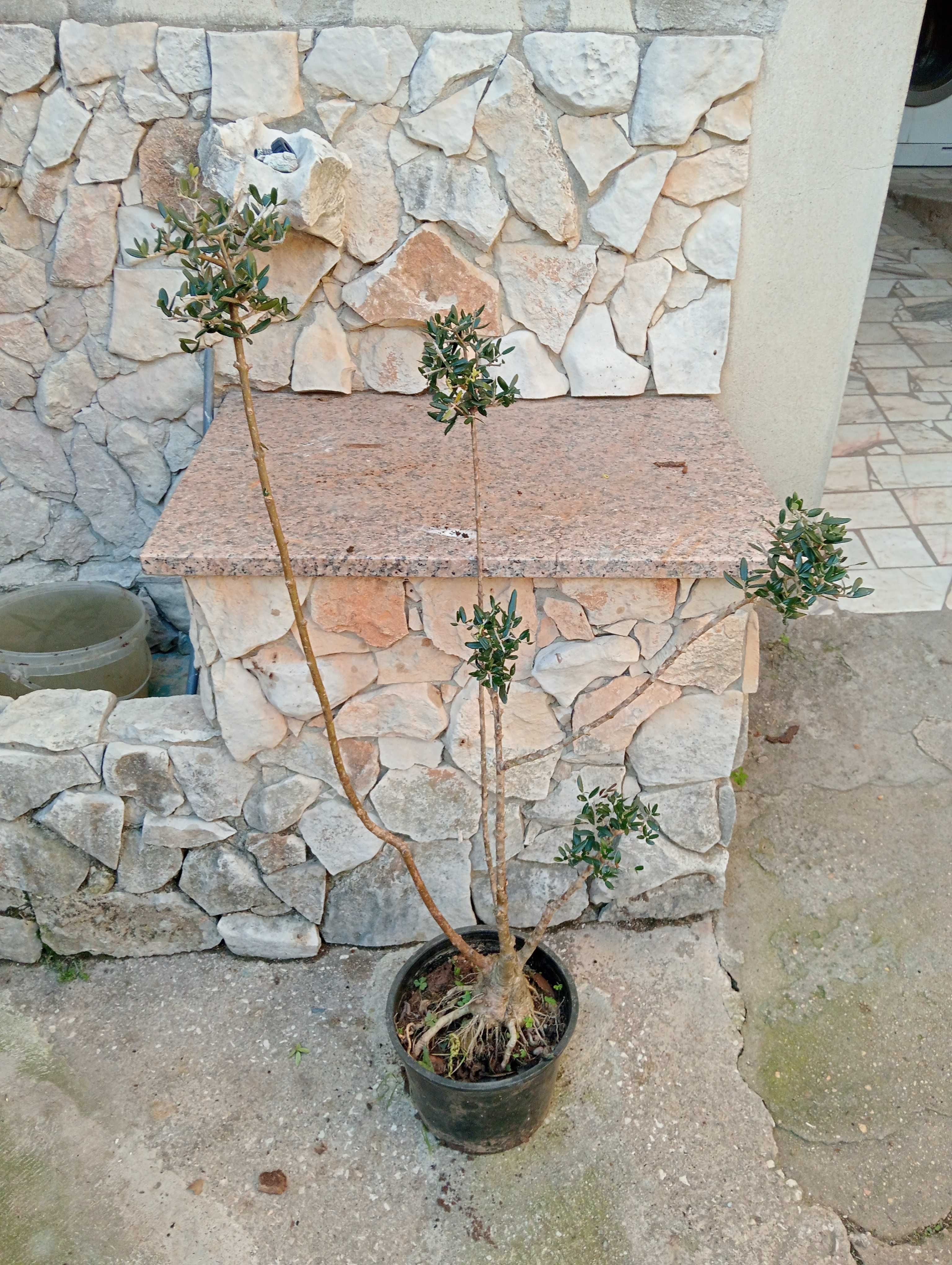 Oliveiras de jardim