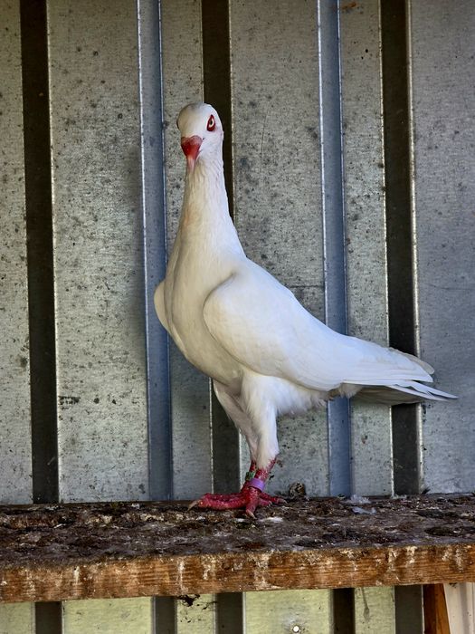 Biały nakrapiany duński lotny