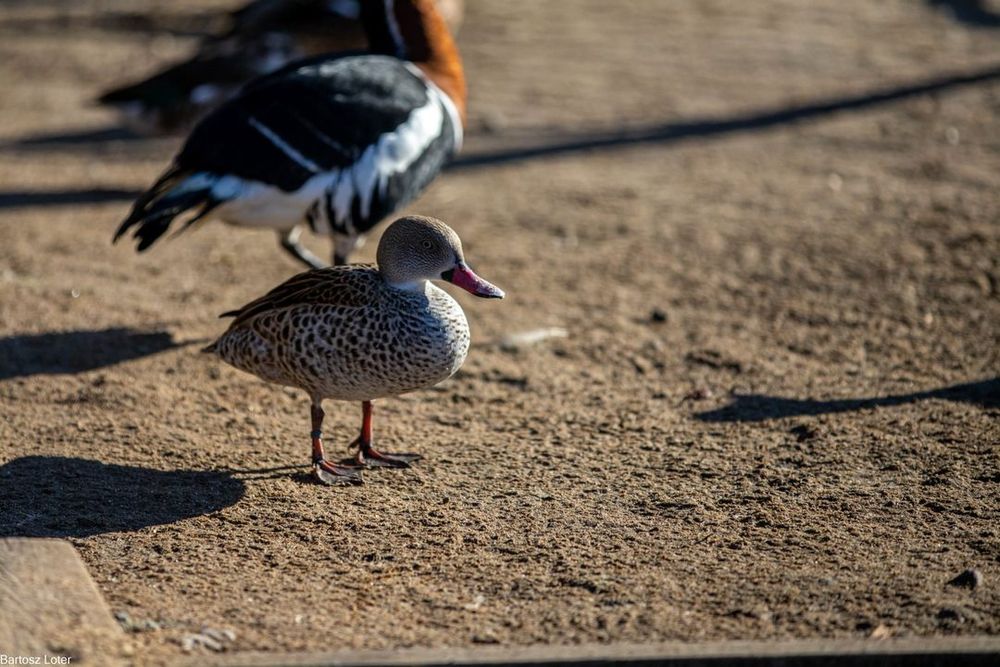 Kaczki ozdobne-CYRANECZKI PŁOWE pary i samce 2025