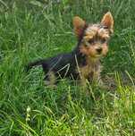 Pies York Yorkshire Terrier stalowo-złoty rezerwacja uszka Rocky