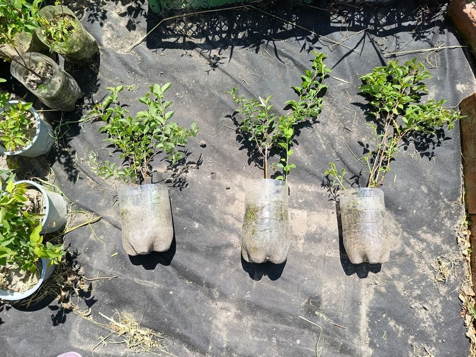 Спірея вангутта , спирея , невеста , білий кущ, жива огорожа