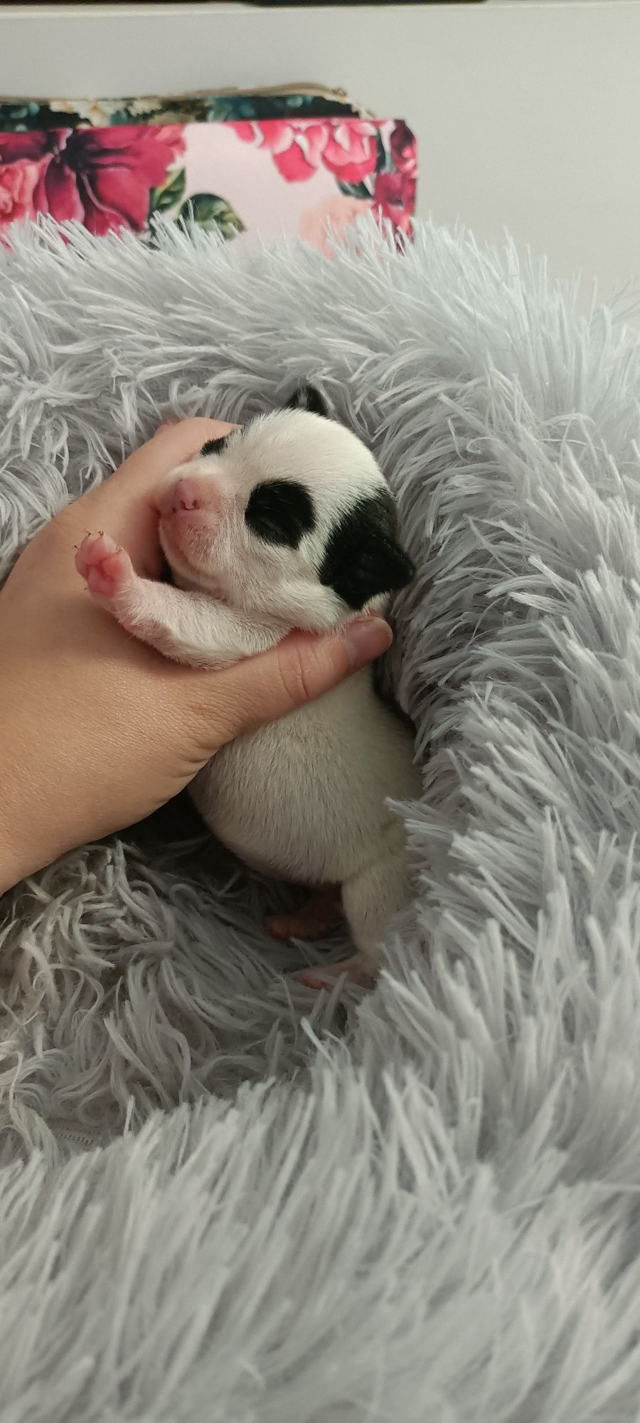 ***Chihuahua chłopak***