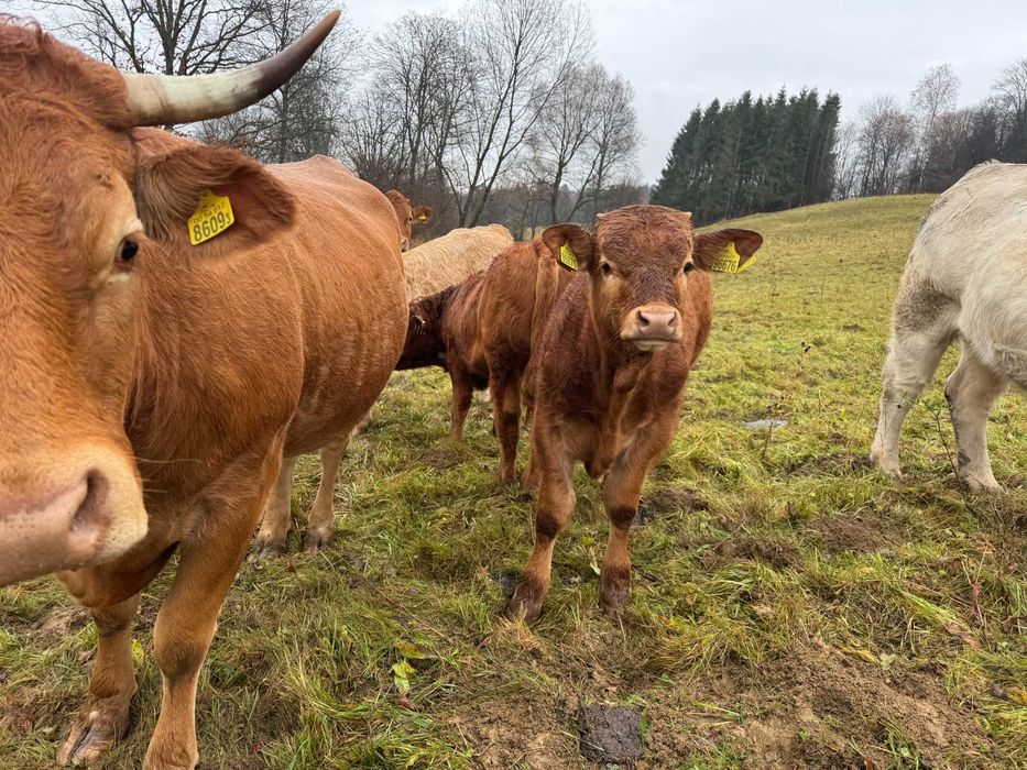 Odsadki limousine bydło byki