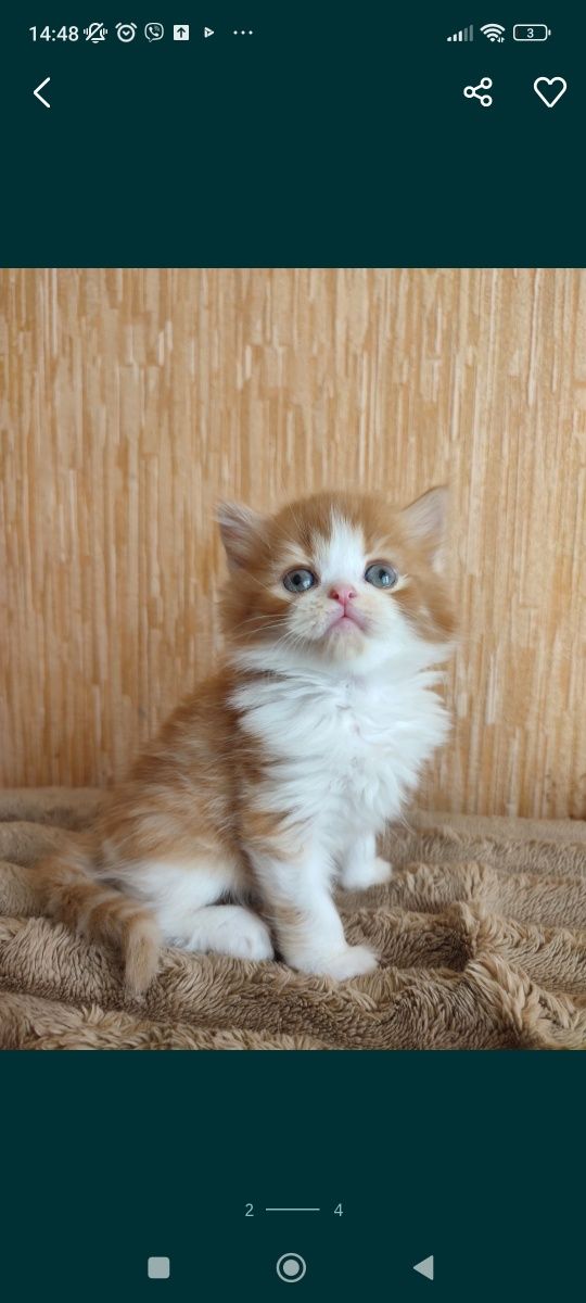 Шотландские котята