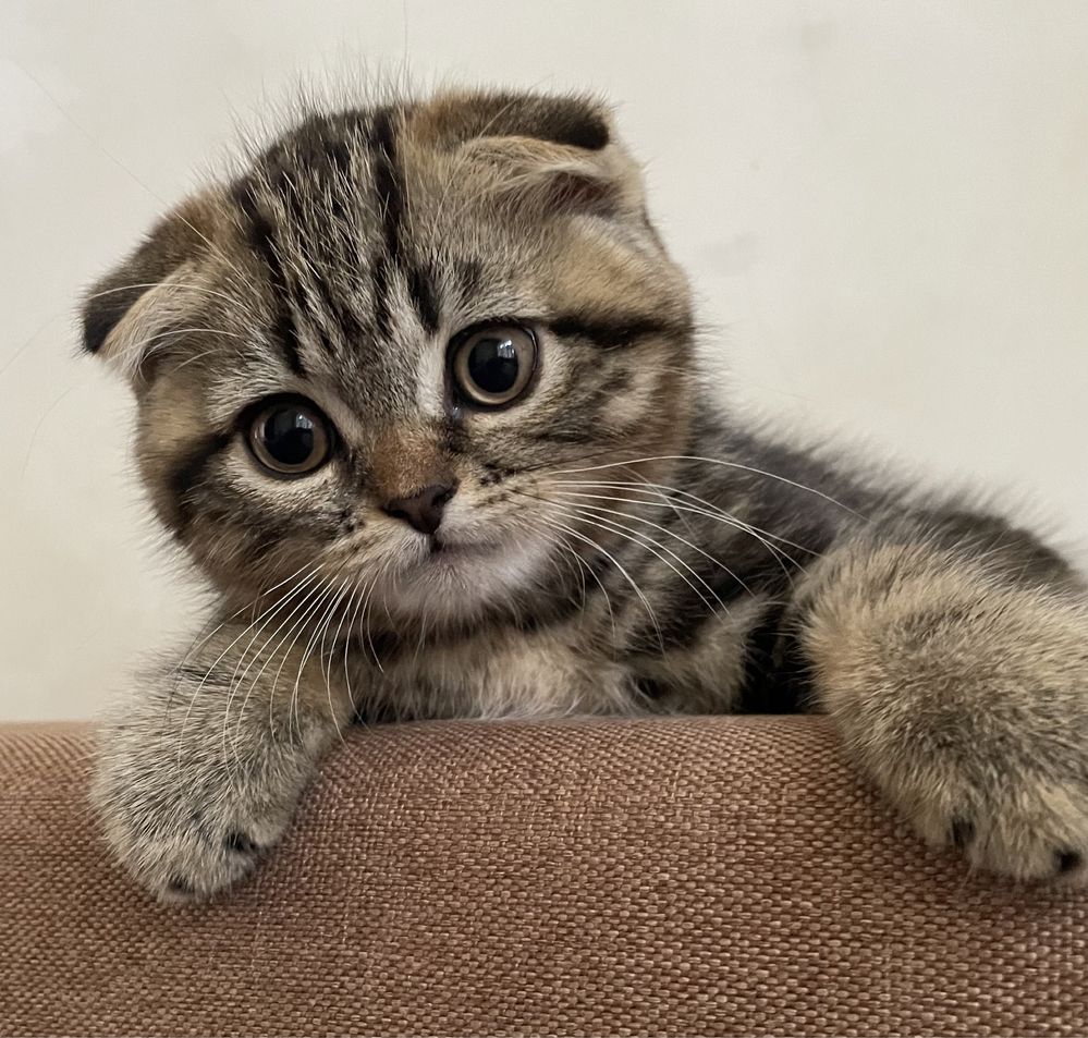 Шотландські кошенята Скотіш Фолд