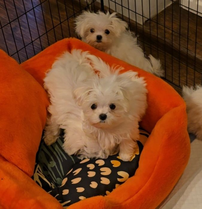 Maltańczyk dziewczynka