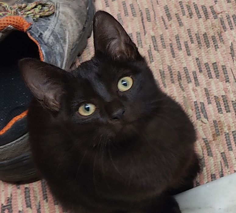 Adoção Responsável de Gatinhos!!