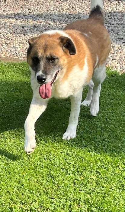 Piękny Rex do adopcji