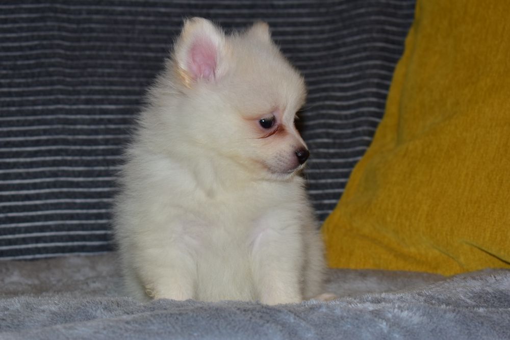 Spitz Alemão macho (tamanho pequeno)