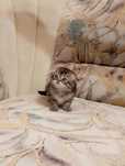 Котята шотландской вислоухой