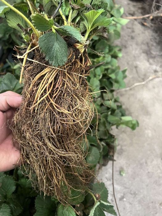 Саженцы клубники 25 сортов — от производителя, опт/розница