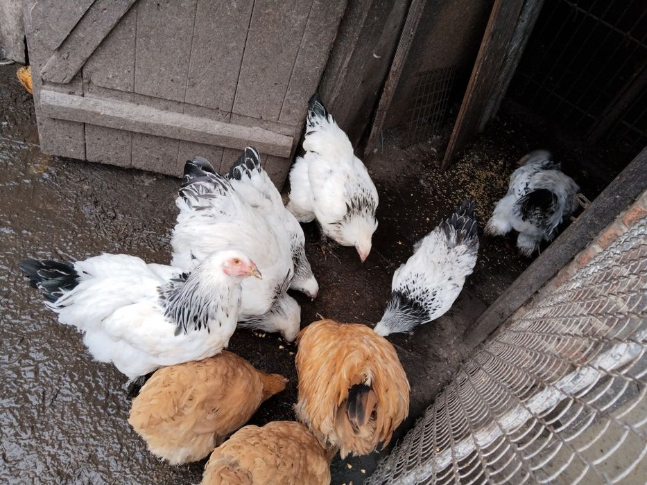 Кури брама продаж або обмін