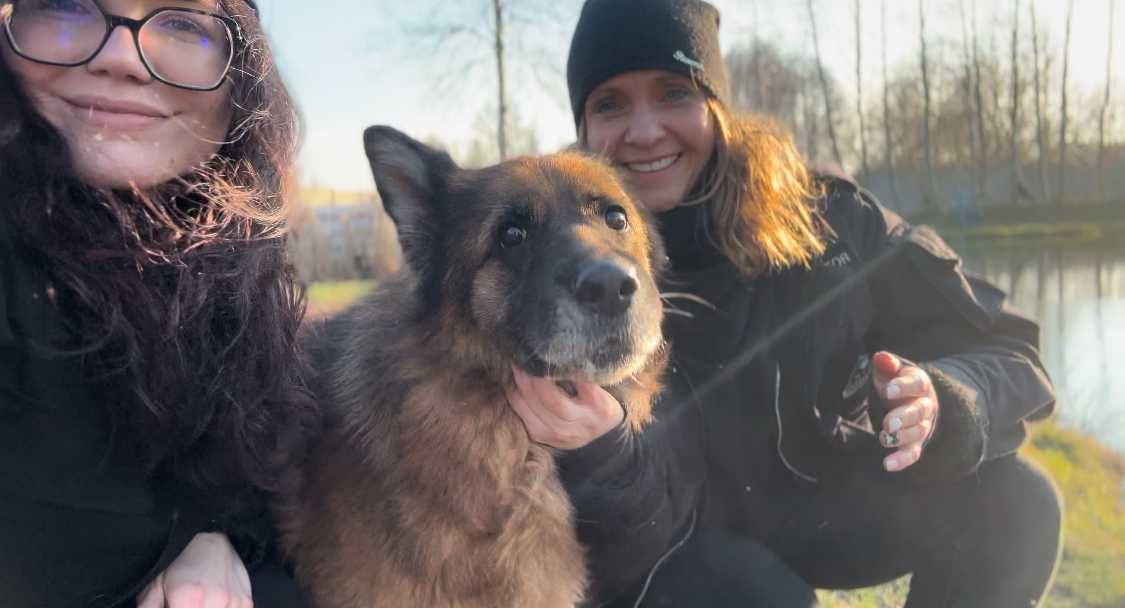 ADZIA - ok 13 letnia suczka w typie owczarka niemieckiego