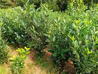 Prunus! Laurowiśnia wschodnia! Rotundifolia! 100cm! Novita! Caucasica!