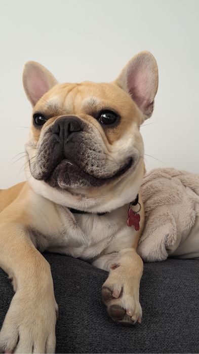 Montas - Bulldog French Cream *experiência*