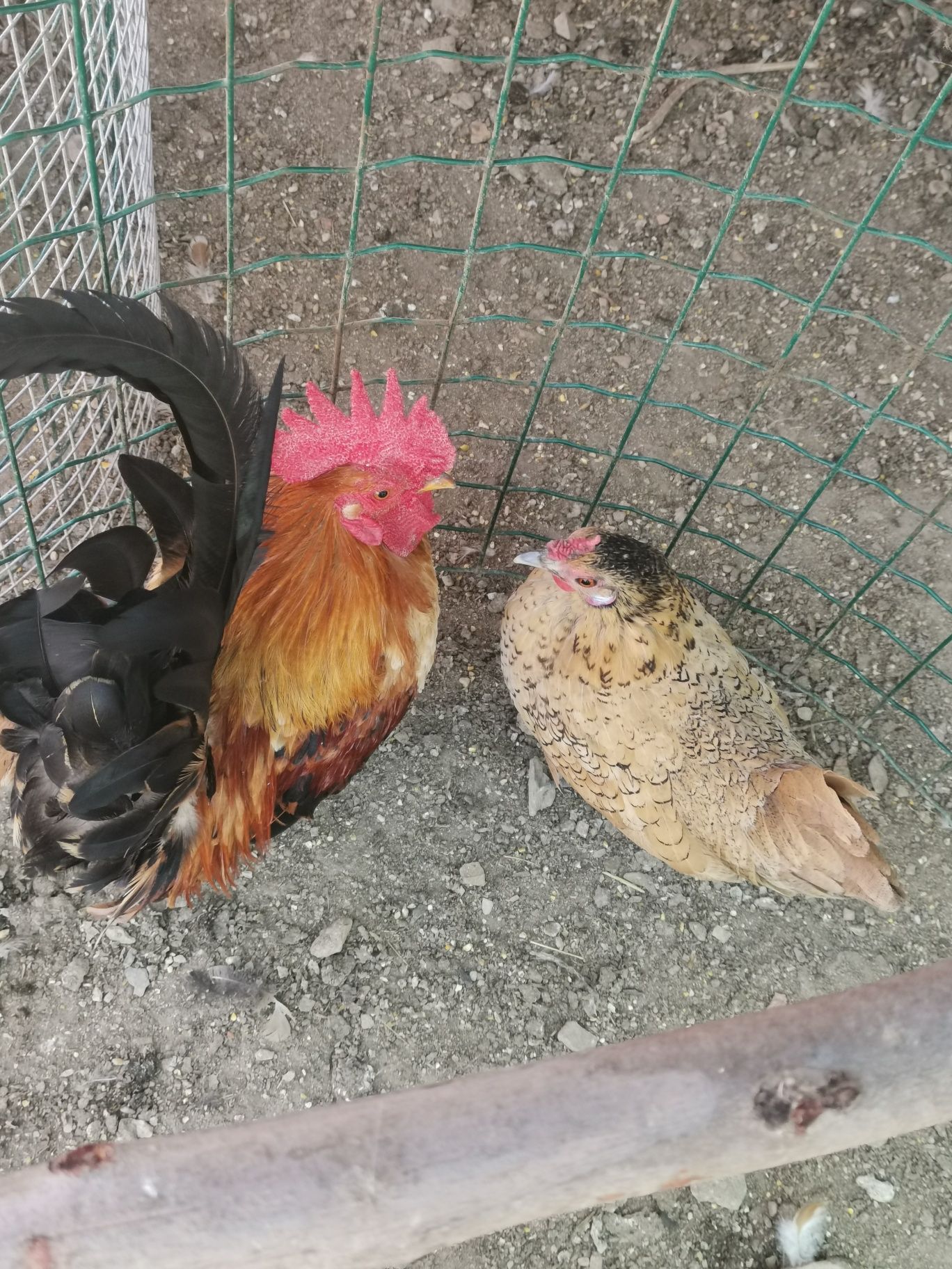 Casal disponível