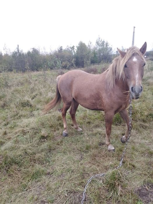 Продам пару коней лошиця 4роки кінь 9років
