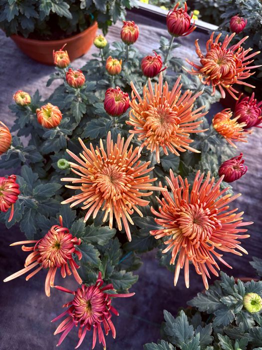 Chryzantema igiełkowa