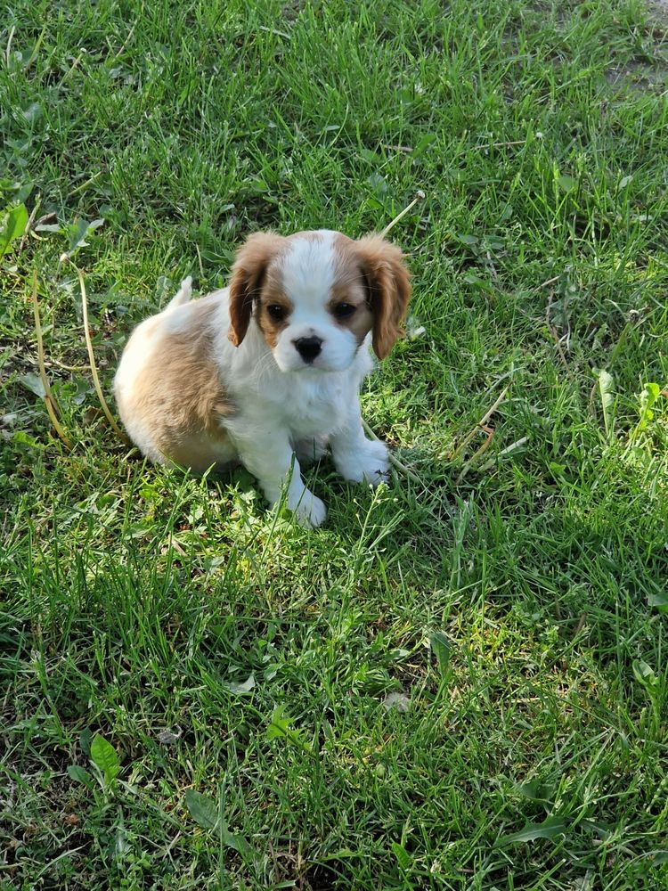 Cavalier King Charles Spaniel - urocza suczka