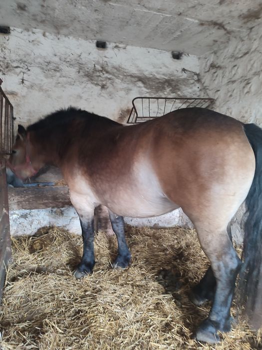 Klacz źrebna, zimnokrwista