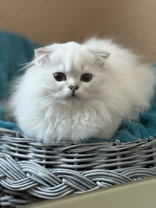 Шотландські кошенята