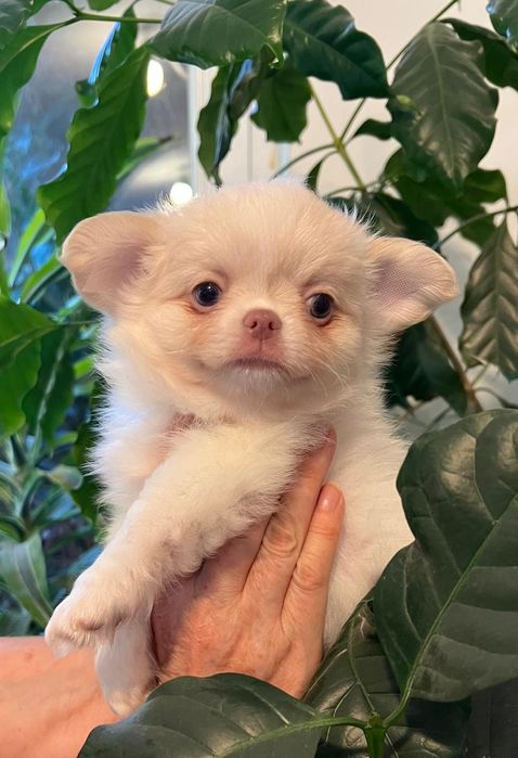 Chłopiec długowłosy FCI