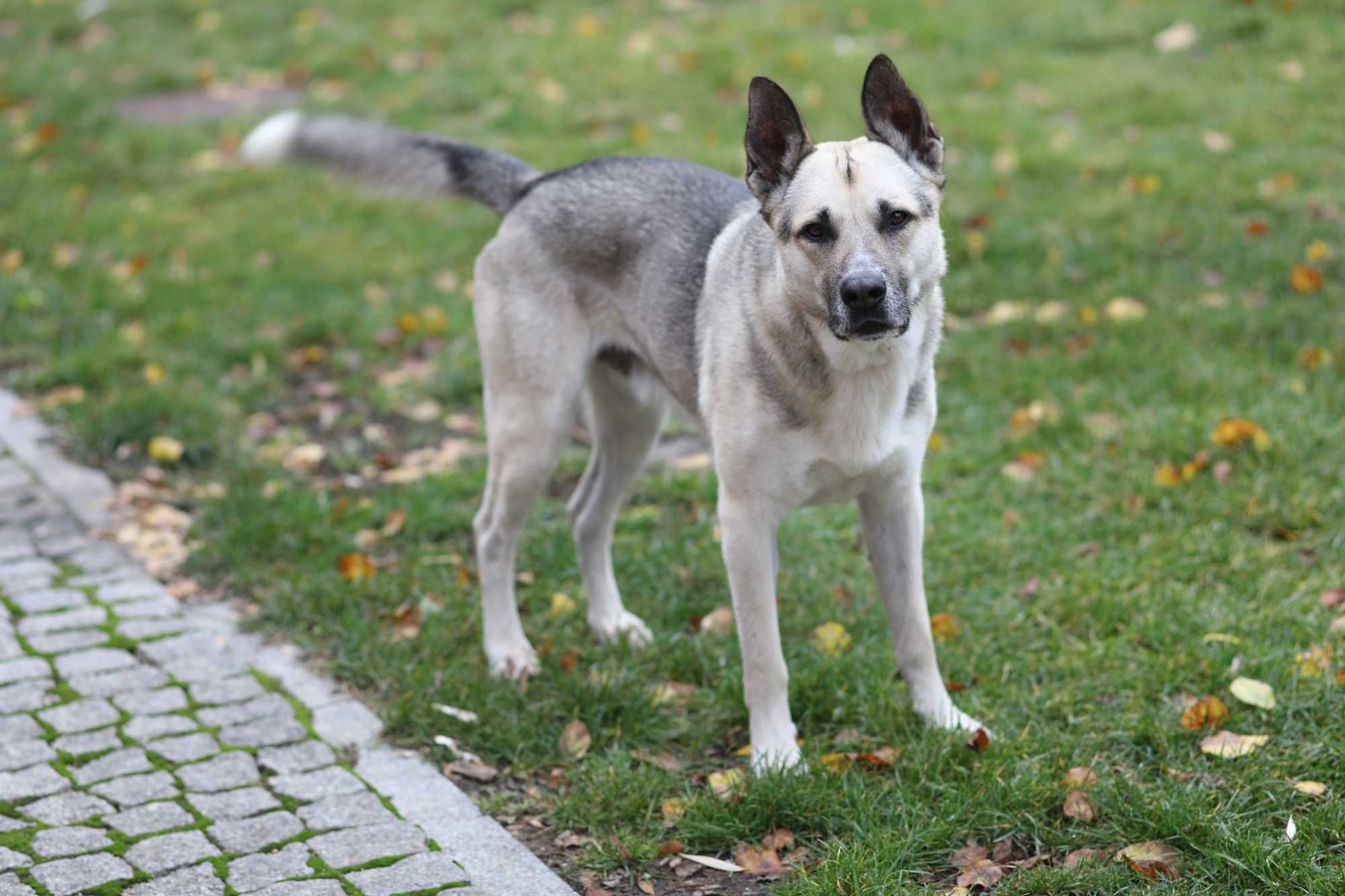 Gizmo szuka dużego podwórka,by go pilnować.